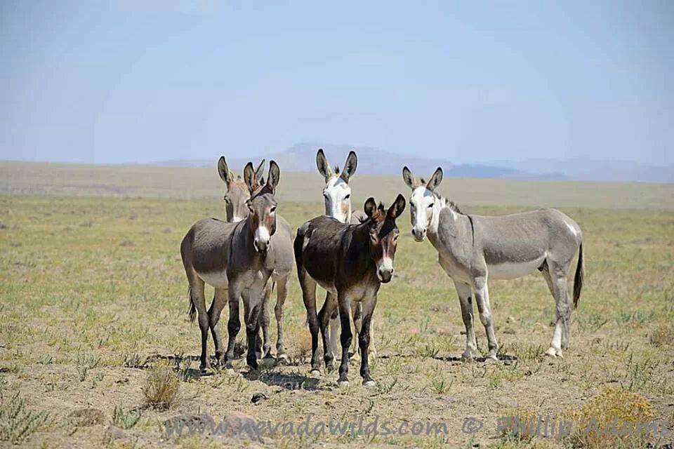 civiltà dell'asino.jpg - 83.04 Kb